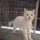 white parsion cat