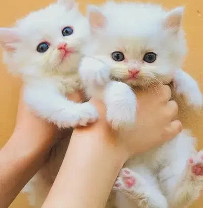 Persian kittens for sale