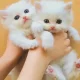 Persian kittens for sale