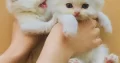 Persian kittens for sale