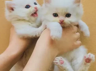 Persian kittens for sale