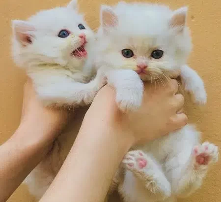 Persian kittens for sale