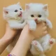 Persian kittens for sale