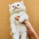 Persian kittens for sale