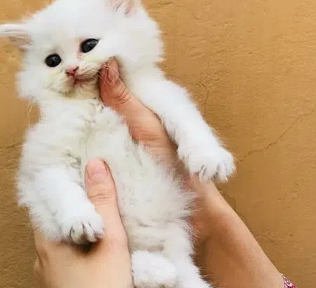 Persian kittens for sale