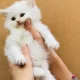 Persian kittens for sale