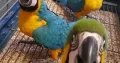 blue macaw parrot chicks for sale (03491633175)