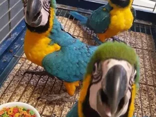 blue macaw parrot chicks for sale (03491633175)