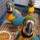 blue macaw parrot chicks for sale (03491633175)