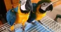 blue macaw parrot chicks for sale (03491633175)