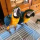 blue macaw parrot chicks for sale (03491633175)