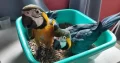 blue macaw parrot chicks for sale (03491633175)