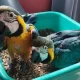 blue macaw parrot chicks for sale (03491633175)