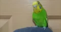 Budgie Parrot/Australian Parakeets