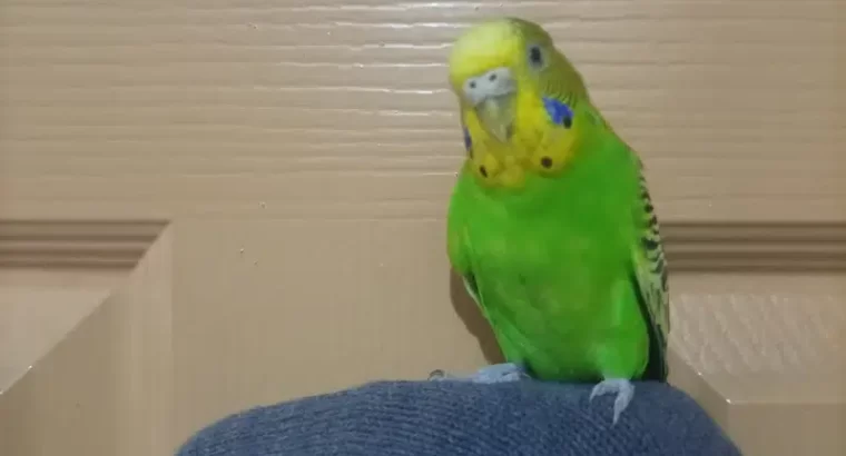 Budgie Parrot/Australian Parakeets