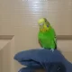 Budgie Parrot/Australian Parakeets