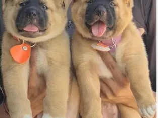 kurdish kangal pair male&Female age