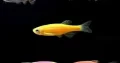 glow tetra for sale