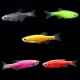 glow tetra for sale