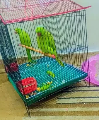 green parrots