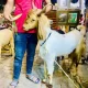 bakra