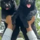 black German Shepherd pappy full long cort 2 month