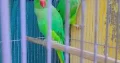 katha Green Parrot pair