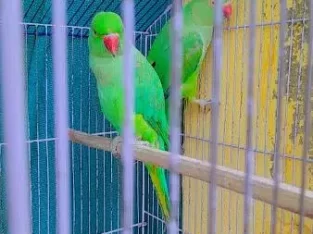 katha Green Parrot pair