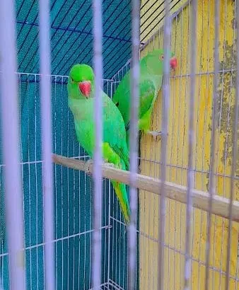 katha Green Parrot pair