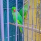 katha Green Parrot pair