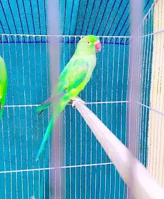 katha Green Parrot pair