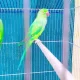 katha Green Parrot pair