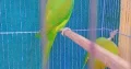 katha Green Parrot pair