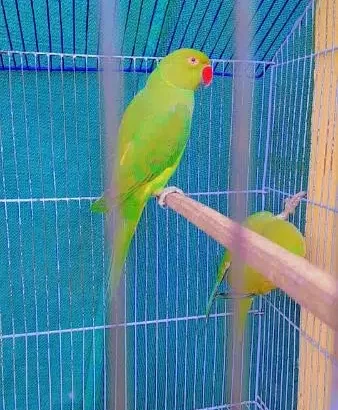 katha Green Parrot pair