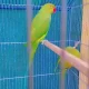 katha Green Parrot pair