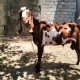 Bakra/Goat for Sale Healthy & Active