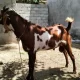 Bakra/Goat for Sale Healthy & Active