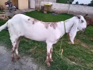 Dunda bakra khassi 2 dant