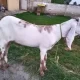 Dunda bakra khassi 2 dant