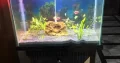 Planted tank with fishes