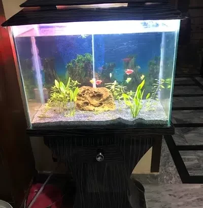 Planted tank with fishes