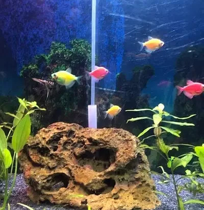 Planted tank with fishes