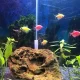 Planted tank with fishes