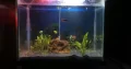 Planted tank with fishes