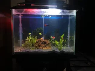 Planted tank with fishes