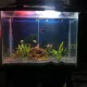 Planted tank with fishes