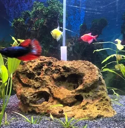 Planted tank with fishes