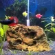 Planted tank with fishes