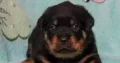 Rottweiller female puppy extreme quality