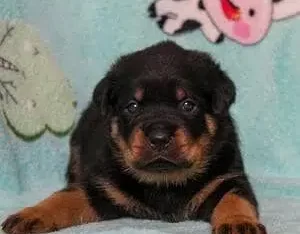 Rottweiller female puppy extreme quality